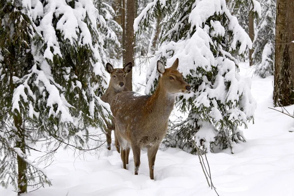 Sika Deer en hiver — Photo