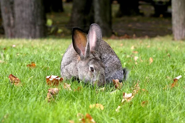 Brer Rabbit(autumn)