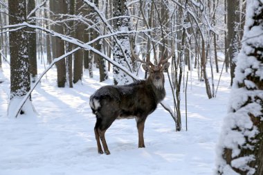 Sika geyiği (geyik-çiçek)