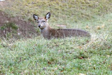 Sika geyiği (geyik-çiçek)