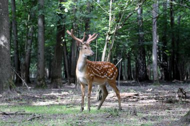 Sika geyiği (geyik-çiçek)