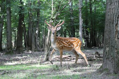 Sika geyiği (geyik-çiçek)