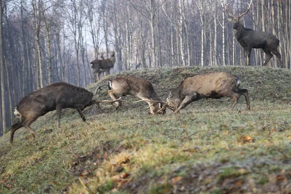 Sika Deer ( Deer- flower) — Stock Photo, Image