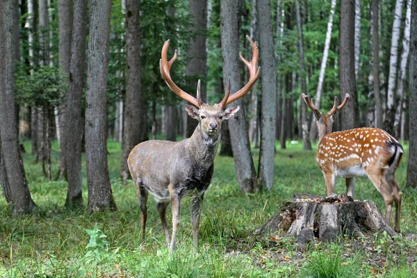 Sika Deer ( Deer- flower) — Stock Photo, Image