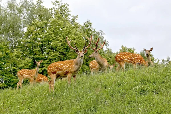 Sika Deer ( Deer- flower) — Stock Photo, Image