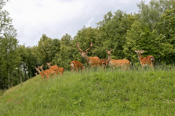 Sika Deer ( Deer- flower) — Stock Photo, Image