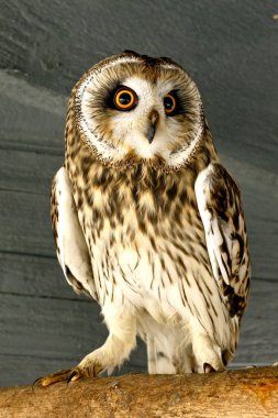 Kısa kulaklı baykuşlar (ASIO flammeus)