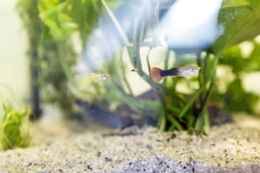 Küçük terrapin arkasında bir tank veya akvaryum ile bir kum çakıl alt yeşil bitkilerde barınma