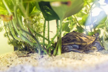 Küçük terrapin arkasında bir tank veya akvaryum ile bir kum çakıl alt yeşil bitkilerde barınma