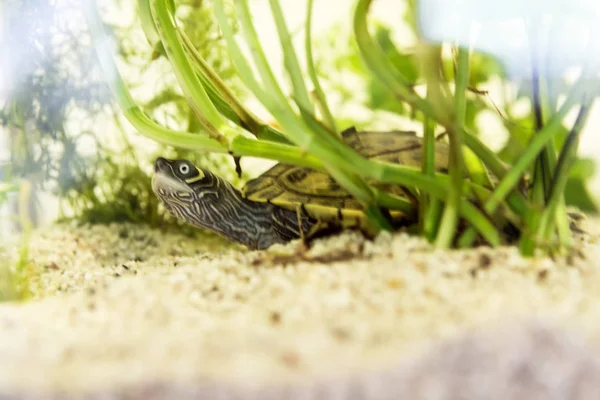 Küçük terrapin arkasında bir tank veya akvaryum ile bir kum çakıl alt yeşil bitkilerde barınma