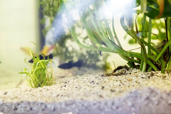 Aquarium Mit Korkenrinde Und Grünen Pflanzen Und Fischen Heller Umgebung — Stockfoto