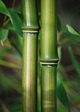 Bambus Staebe gruen