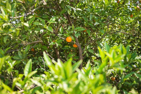 Baum mit Orange — Stockfoto