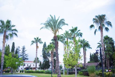 Yaz tropikal park