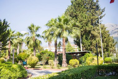 Yaz tropikal park
