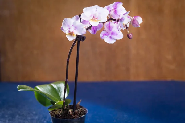 Orchidea di fiore elegante — Foto Stock