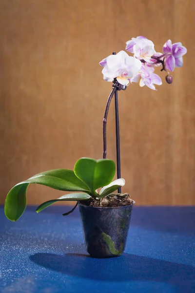 Orchidea di fiore elegante — Foto Stock