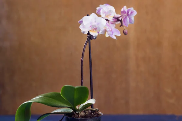 Orchidea di fiore elegante — Foto Stock