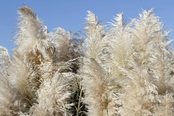 Pampas Grass with a Sunny Blue Sky