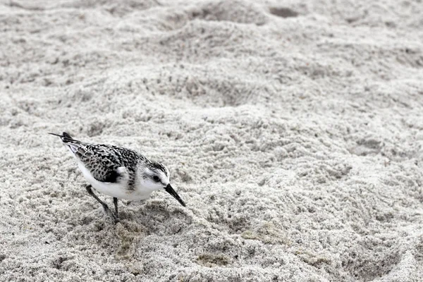One Young Snowy Plover Bird — Stock Photo, Image