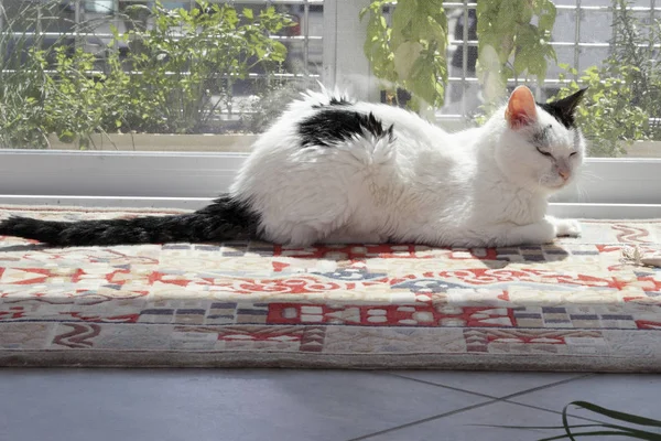 Kitty Cat Relaxing in a Sunny Window — Stock Photo, Image