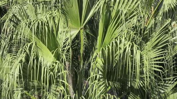 Fronds de palmiers soufflant dans le vent Fermer 