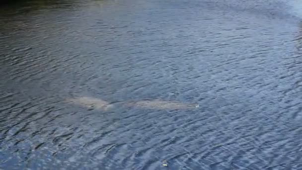Two Manatees Seen from Above the Water — Stock Video