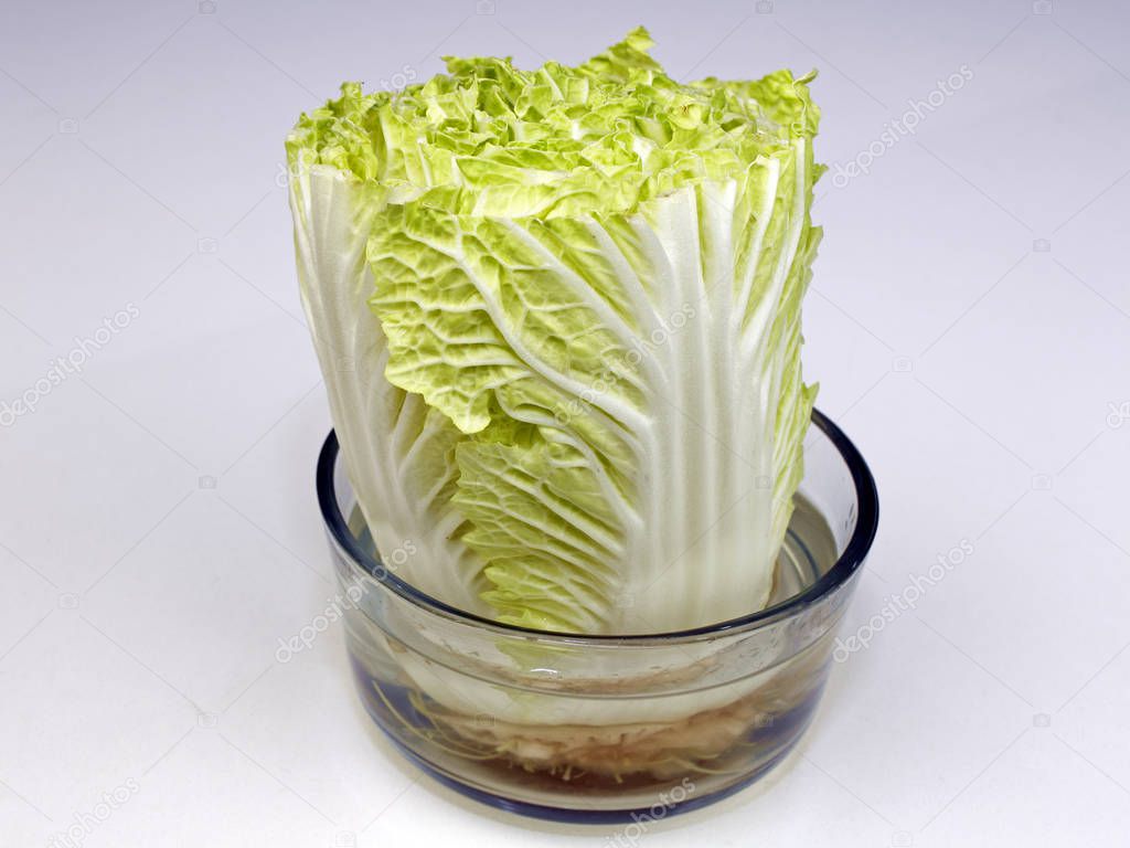 Napa Cabbage Growing in a Bowl of Water