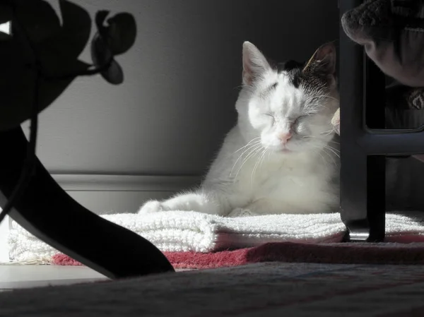 Kitty Cat Sleeping in a Quiet Corner — Stock Photo, Image