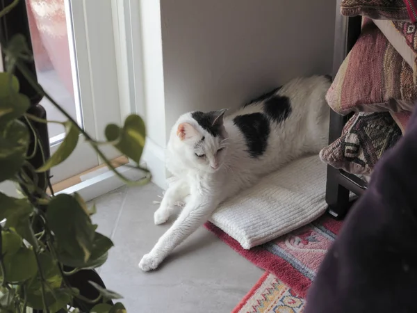 Female Cat Relaxing on a Home Floor — Stock Photo, Image