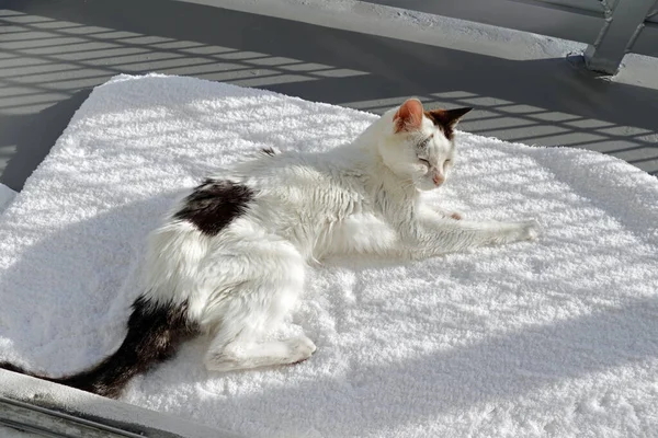 Sleepy Kitty Cat Sunning Outside on a Fluffy White Rug — Stock Photo, Image