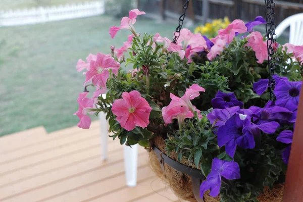 Rosa y púrpura Petunia flores cesta colgante en un porche delantero —  Fotos de Stock