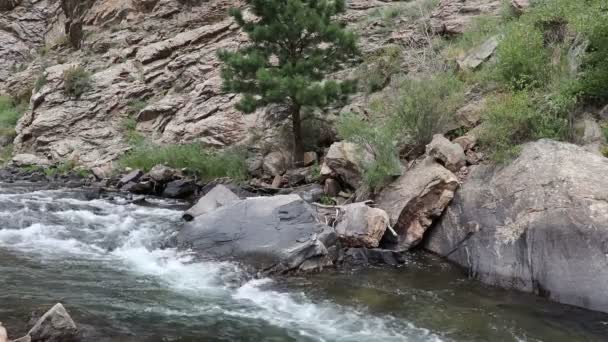 Colorado Stream Στο Clear Creek County Κοντά Στο Idaho Springs — Αρχείο Βίντεο