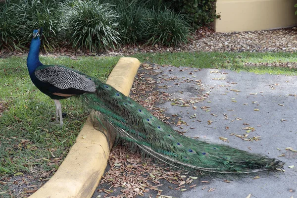 Wild Peacock Bird Standing on an Urban Lawn in South Florida — Stock Photo, Image