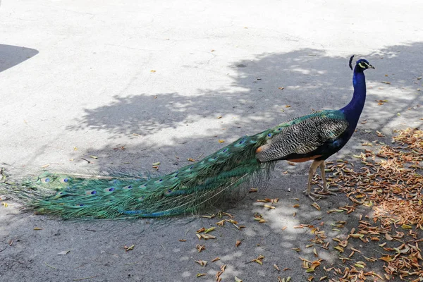 Wild Peacock Bird Standing Up in a Parking Lot on a Sunny Day — Stock Photo, Image