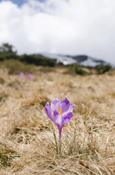 Cielo fiore, croco, erba e neve — Foto Stock