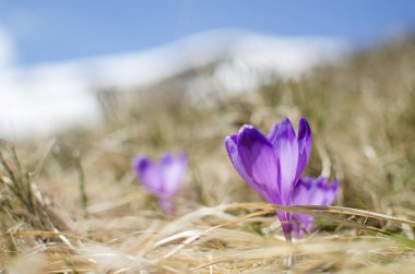 Çiğdem, çimen çiçek, gökyüzü ve dağlarda kar
