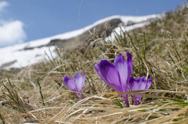 Çiğdem, çimen çiçek, gökyüzü ve dağlarda kar