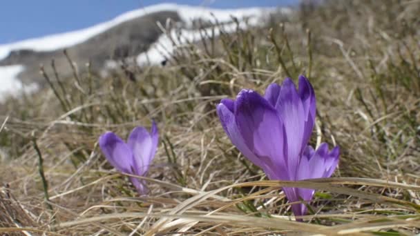 하늘 꽃, 봄 산에 바람에 돌 팔이 의사 — 비디오