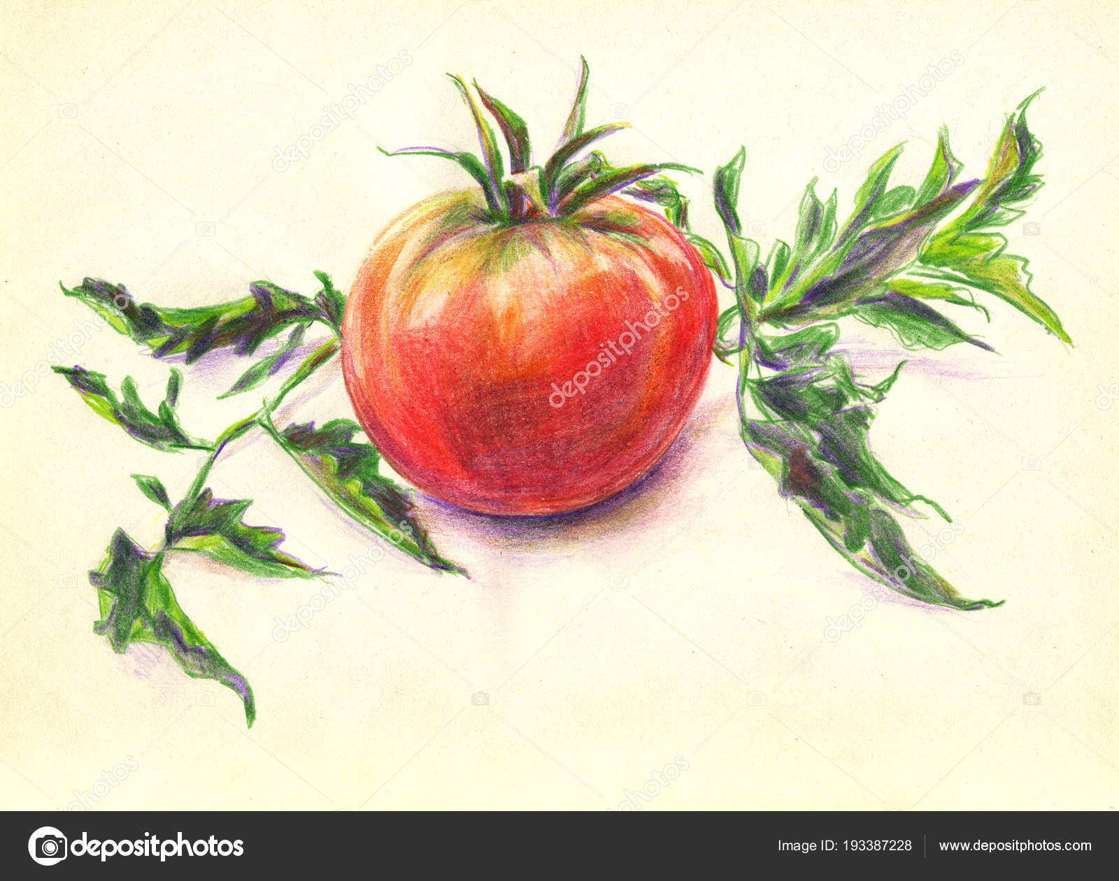 Croquis Crayons Couleur Tomate Crayons Dessin Nature Morte