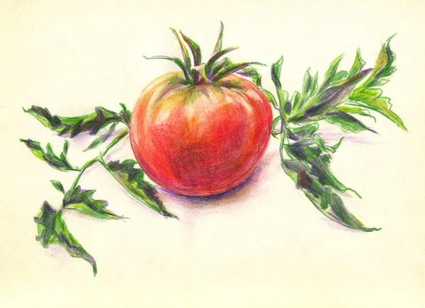 トマト色の鉛筆をスケッチします ライト クリームの背景に葉と静物 赤いトマトを描画する鉛筆 — ストック写真