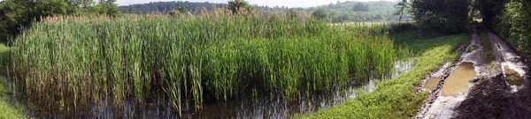 Camino de tierra y un pantano — Foto de Stock