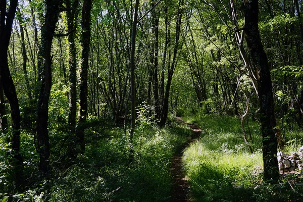 Camino en el bosque — Foto de Stock