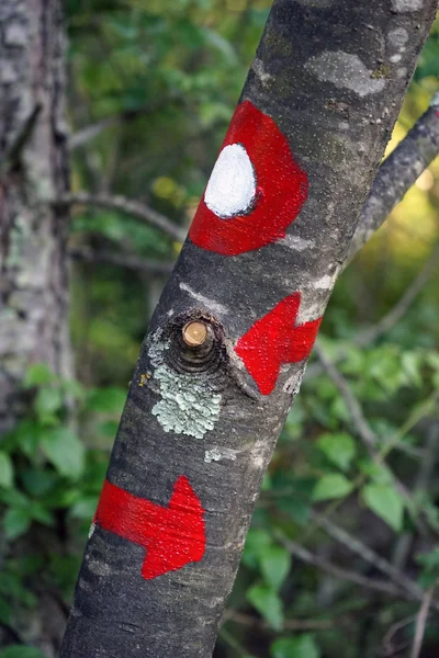 Signos en un árbol —  Fotos de Stock