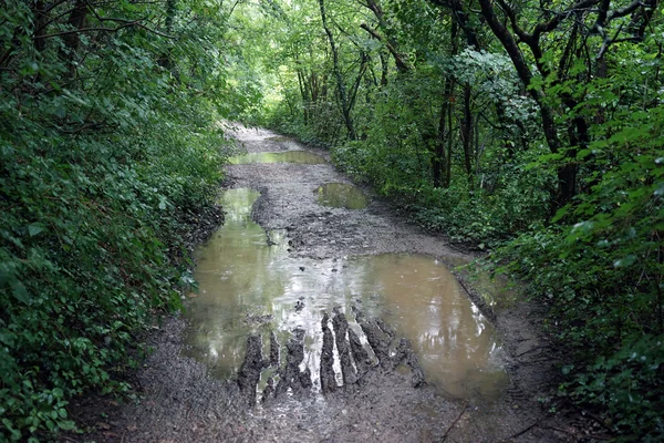 Pudim na estrada na floresta — Fotografia de Stock