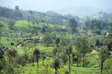 Haputale görünümünden