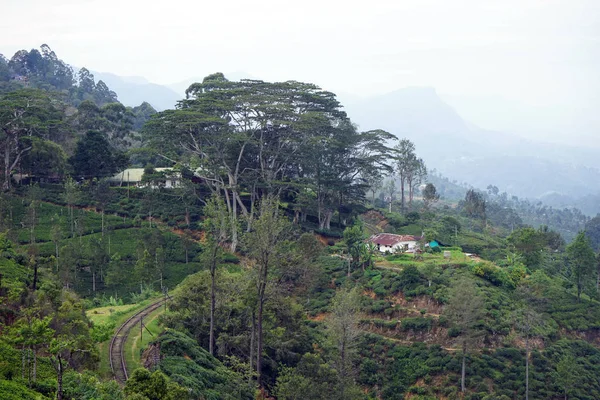 Tea plantation and railway — Stock Photo, Image