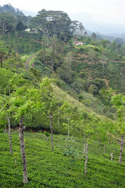 Colline e piantagione di tè — Foto Stock