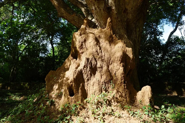 Großer Termitar im Wald — Stockfoto