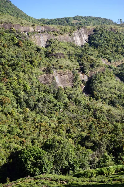 Té y monte en Sri Lanka — Foto de Stock